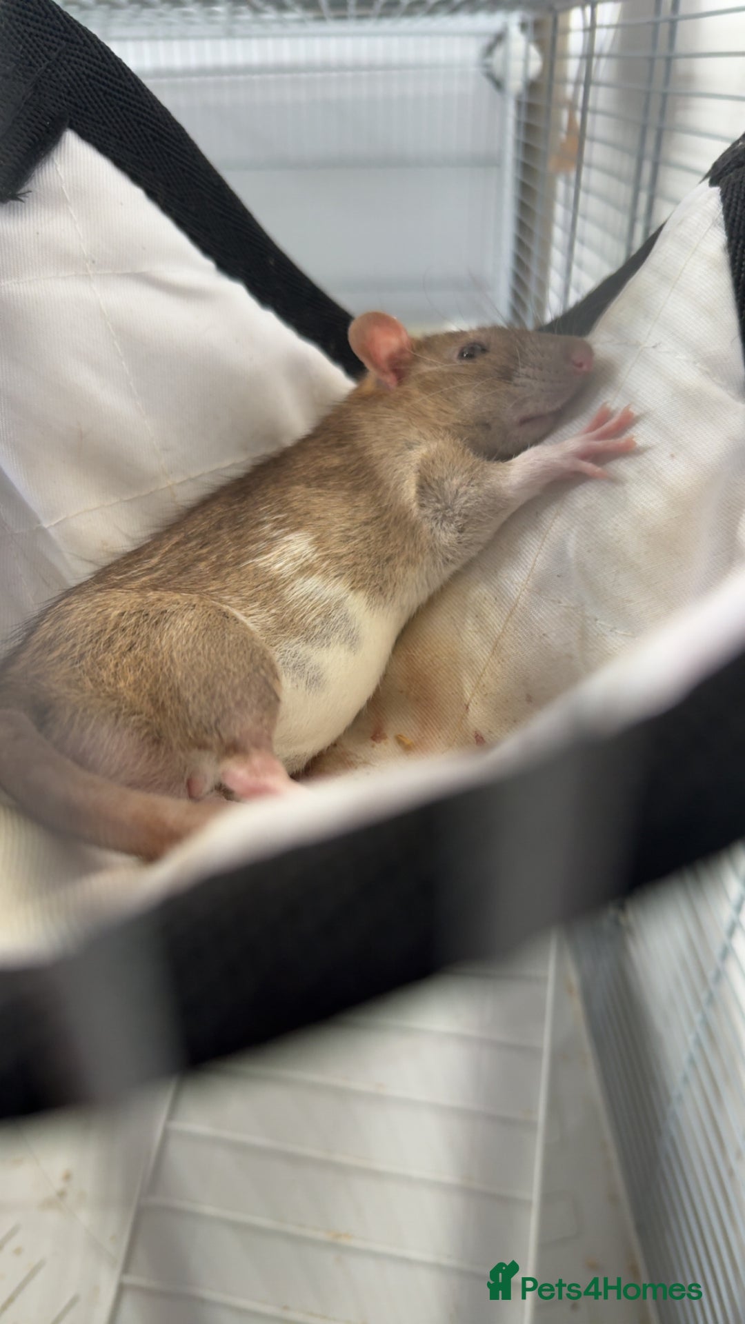 Rat rodents for sale: Baby rats for sale - Image 3