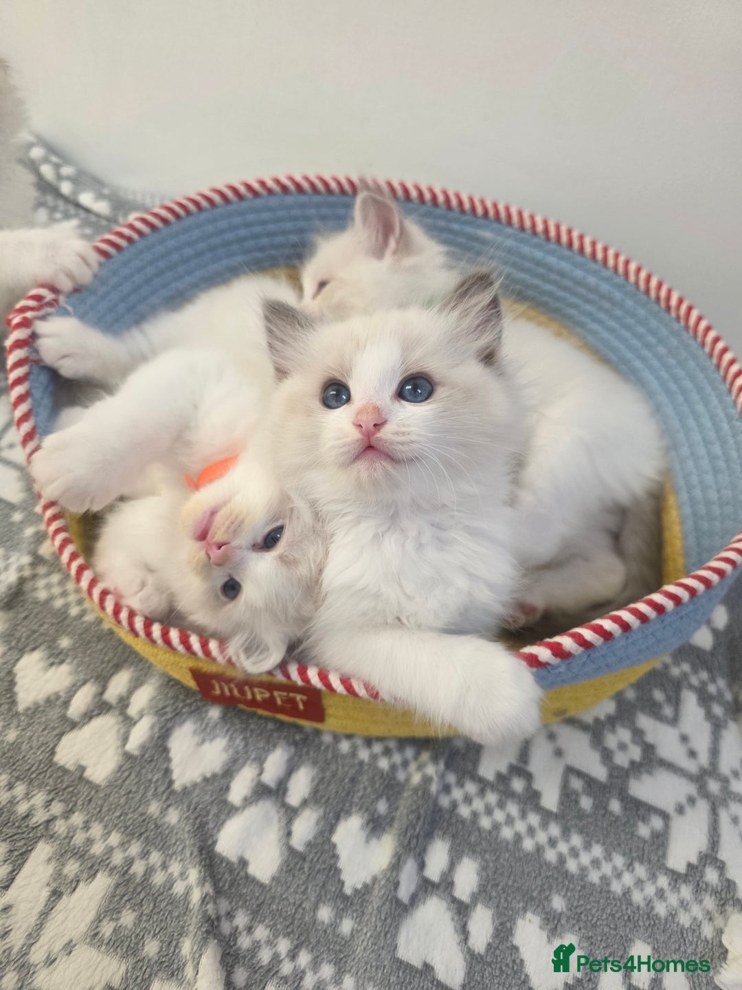 Ragdoll cats for sale: GCCF registered ragdoll kittens  - Advert 1