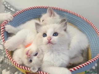 Ragdoll cats GCCF registered ragdoll kittens - Advert 5