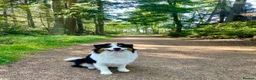 Australian Shepherd dogs for stud: Male Australian Shepherd for Stud in Dundee - Advert 5