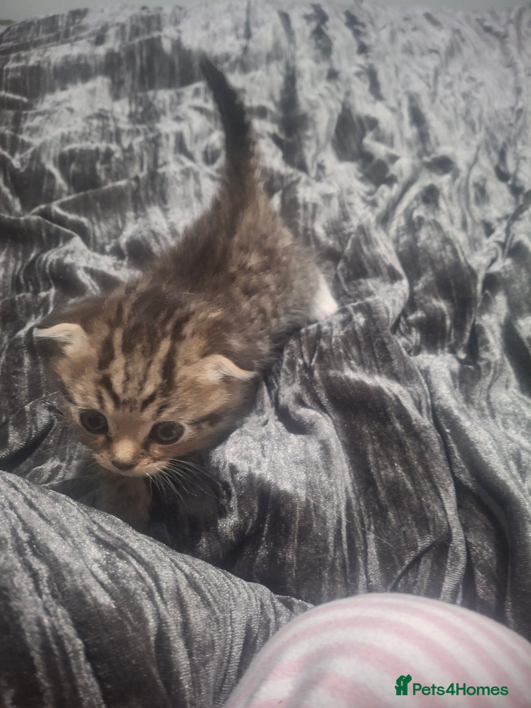 Mixed Breed cats for sale: 3 kittens  - Image 3