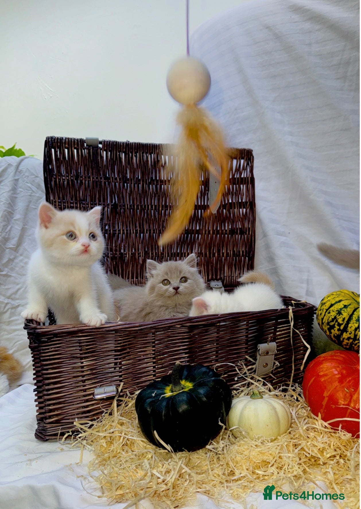 British Shorthair cats 🐻🐱British shorthair and British longhair kittens - Advert 4