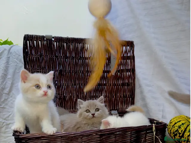 British Shorthair cats 🐻🐱British shorthair and British longhair kittens - Advert 6