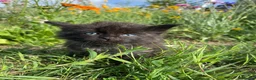 Mixed Breed cats for sale: Kittens Looking For Forever Homes  - Advert 11