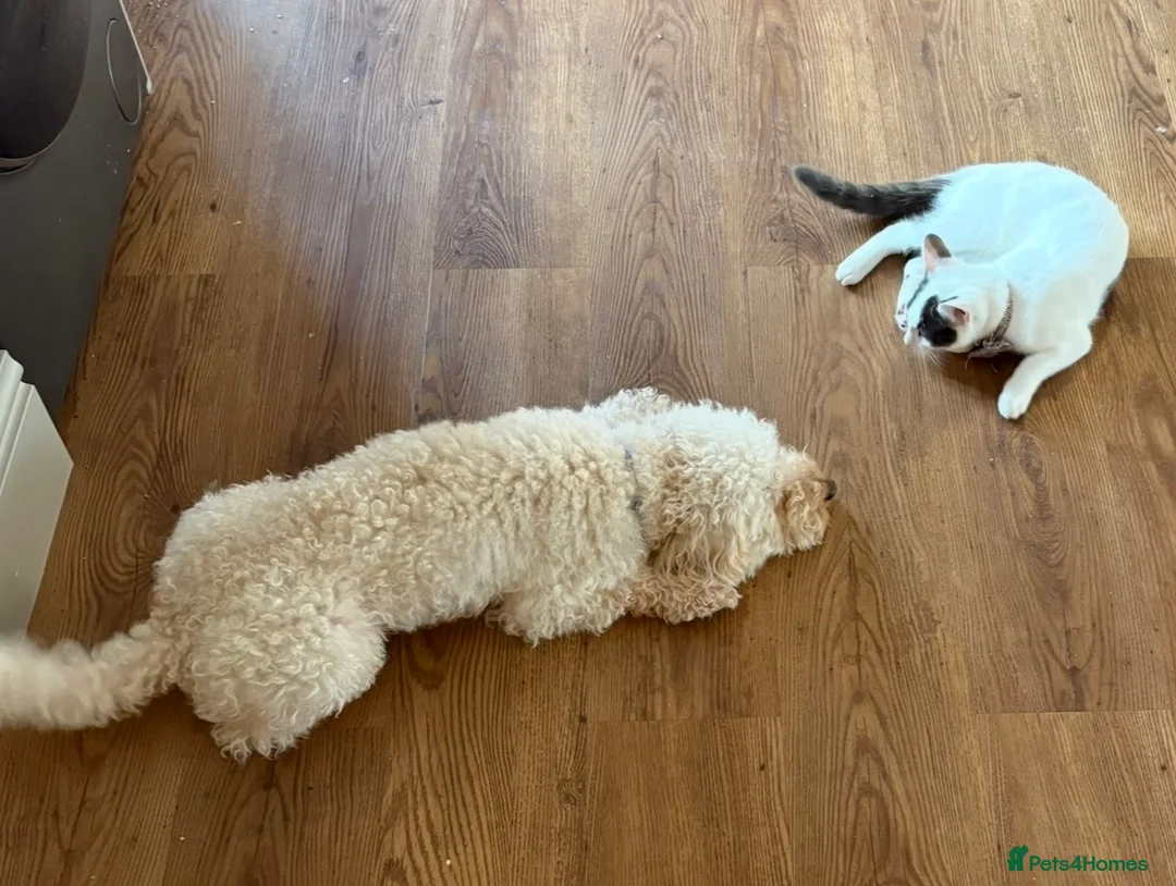 Cockapoo dogs for sale: Teddy 4 and half year old cockapoo - Advert 7