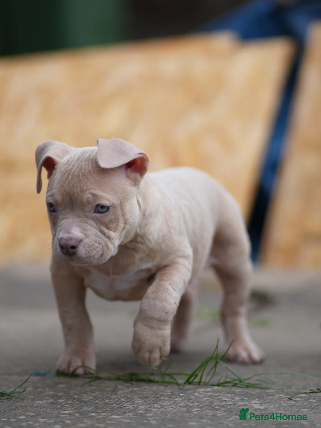 American Bully dogs for sale: Ch G Unit x Pretty Girl  in Coventry - Advert 2