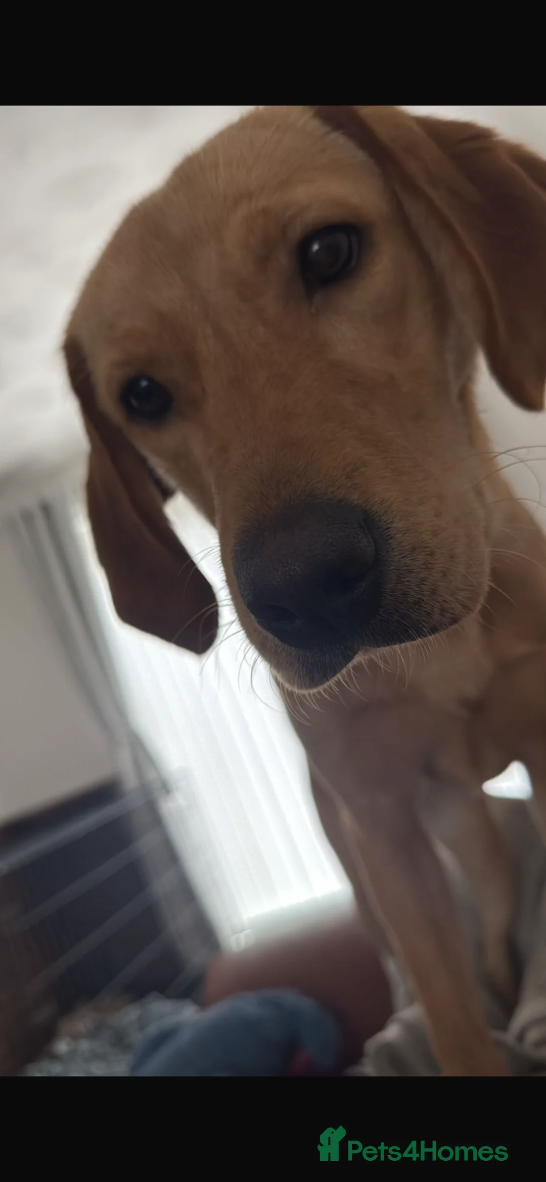 Labrador Retriever dogs for sale: Fox Red Labrador  - Advert 2