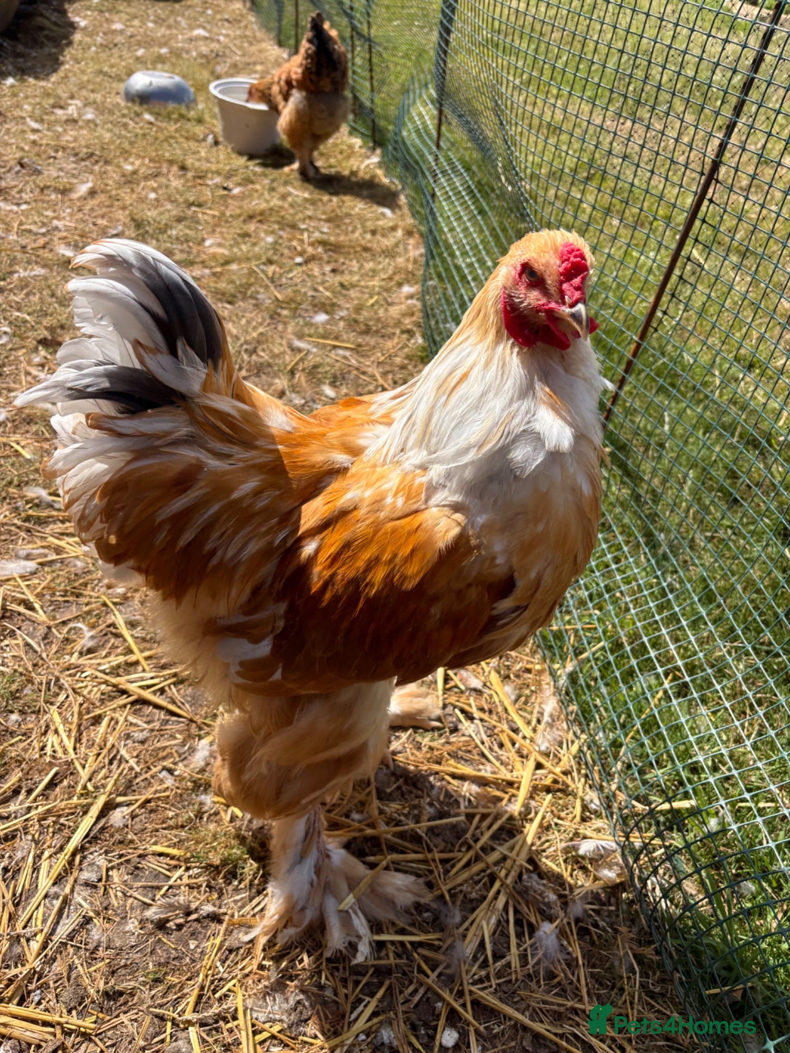 Chickens poultry Large Fowl Brahma Pairs Mixed Colours - Advert 1