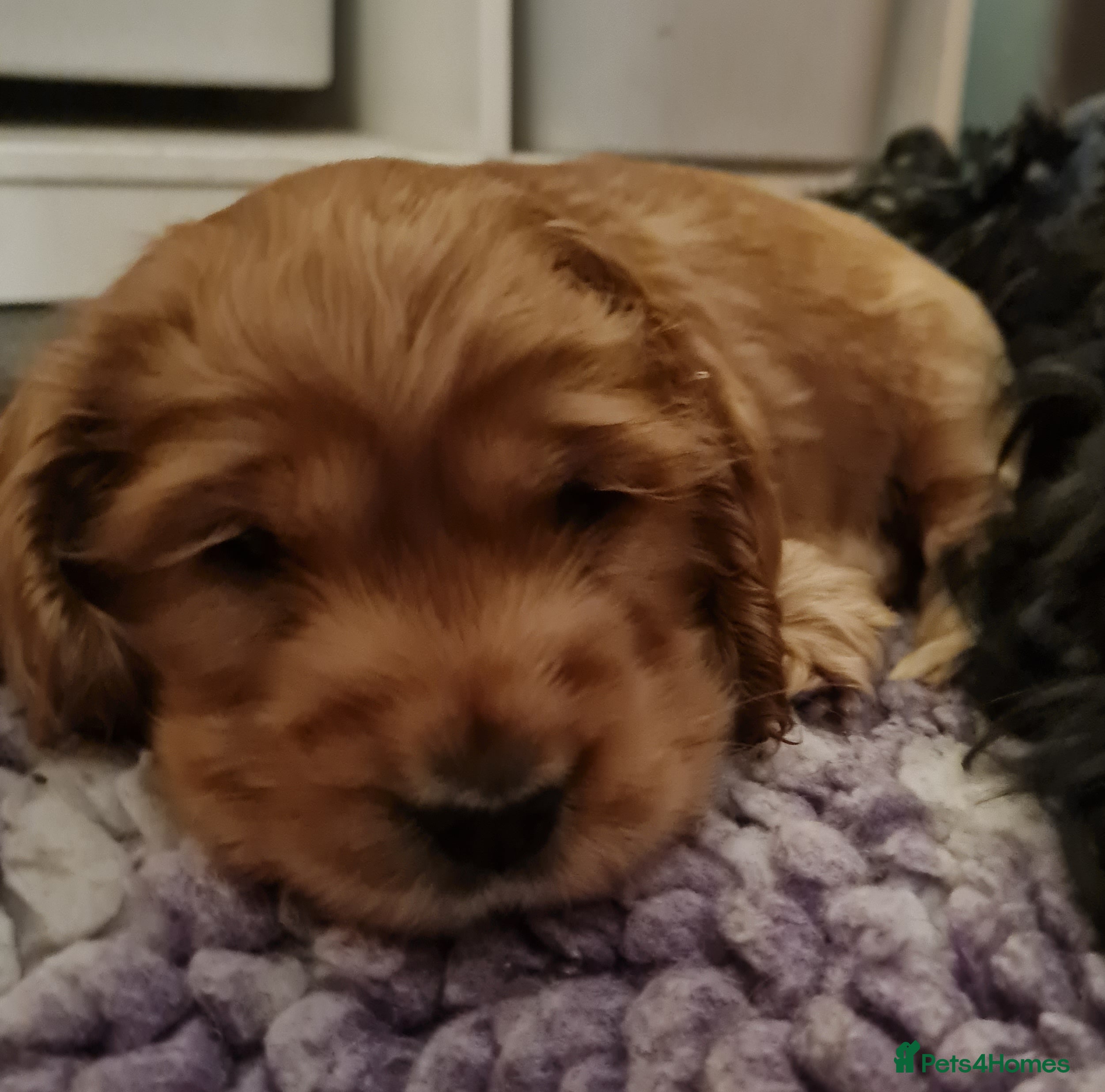 Cocker Spaniel dogs Health tested Show Cocker Spaniel puppies - Advert 10