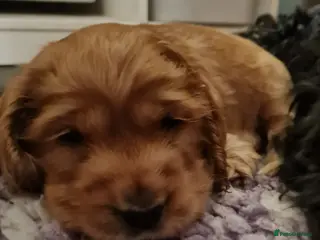 Cocker Spaniel dogs Health tested Show Cocker Spaniel puppies - Advert 10