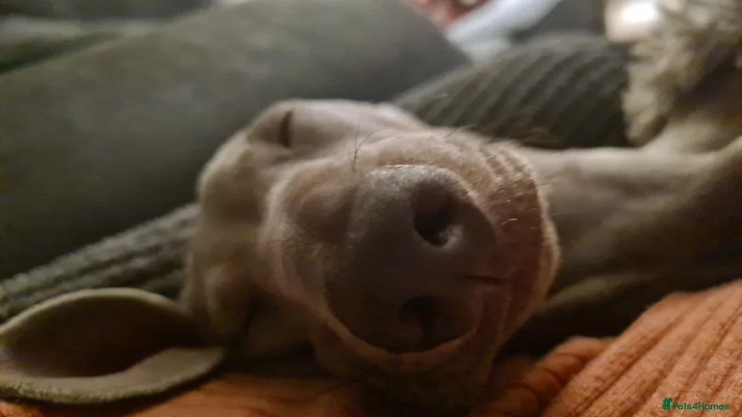 Miniature Dachshund dogs for stud: Stud dog available for studding - Advert 16