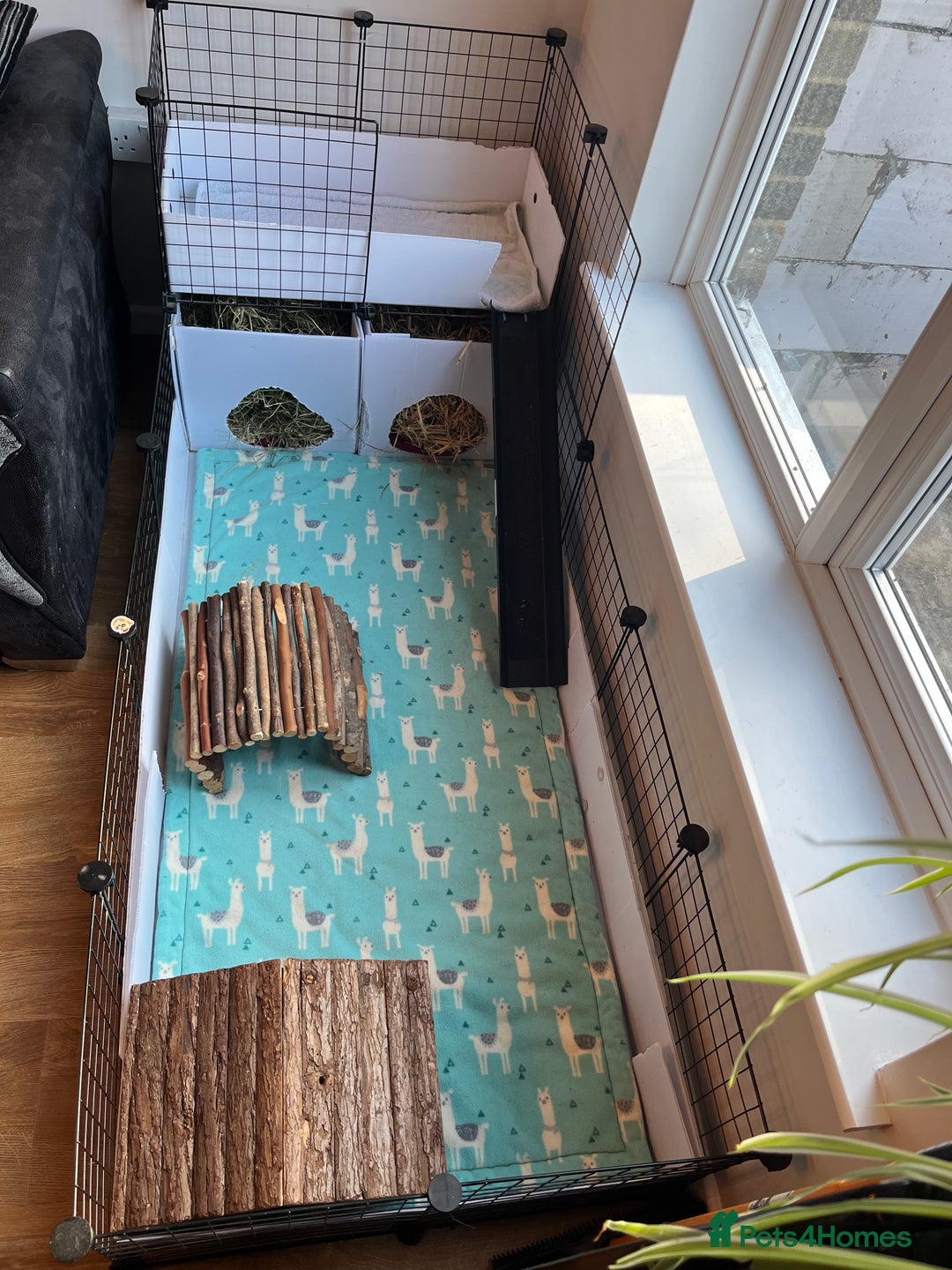 Guinea Pig rodents for sale: Three female guinea pigs  - Image 9