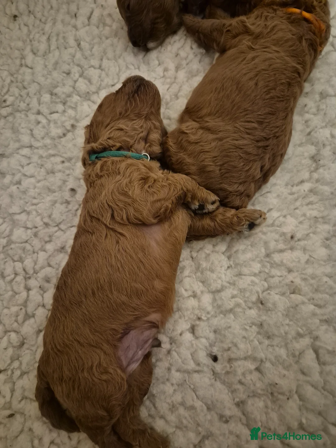Cavapoo dogs for sale: Cavapoos in Dudley - Advert 2