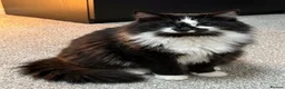 Mixed Breed cats for sale: Four Stunning Ragdoll  & Ragamuffin kittens  - Advert 31