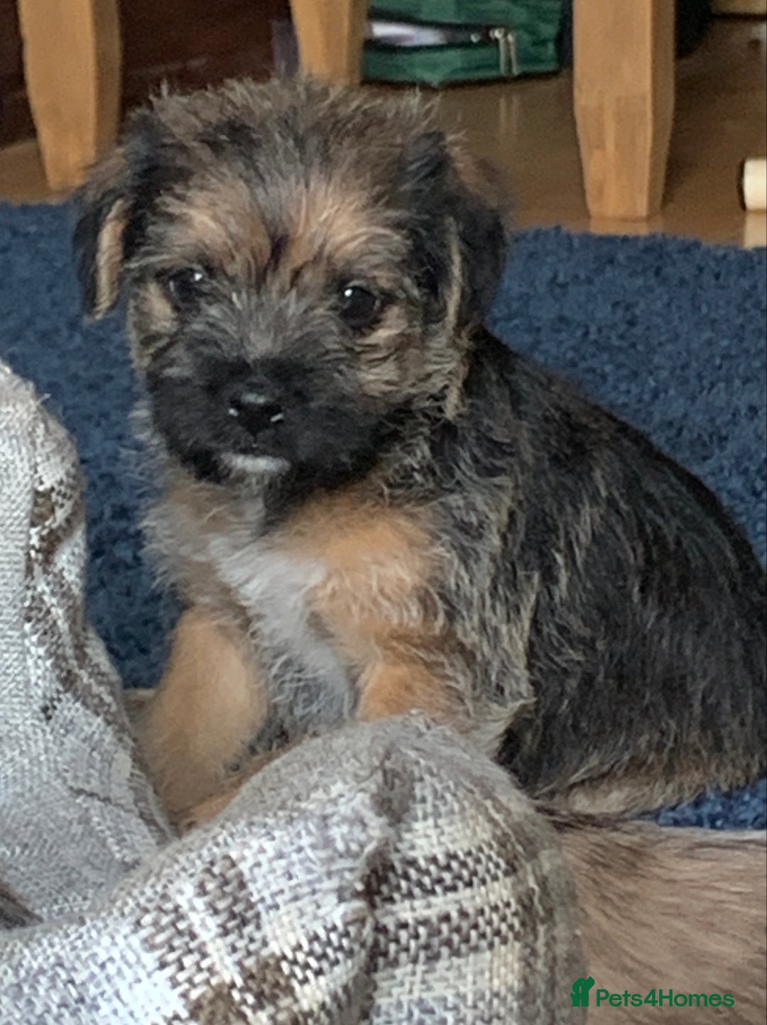 Border Terrier dogs for sale: Stunning Border Teddies - Advert 2