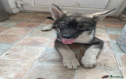 Shepsky dogs for sale: 1 gorgeous female puppy  - Image 1