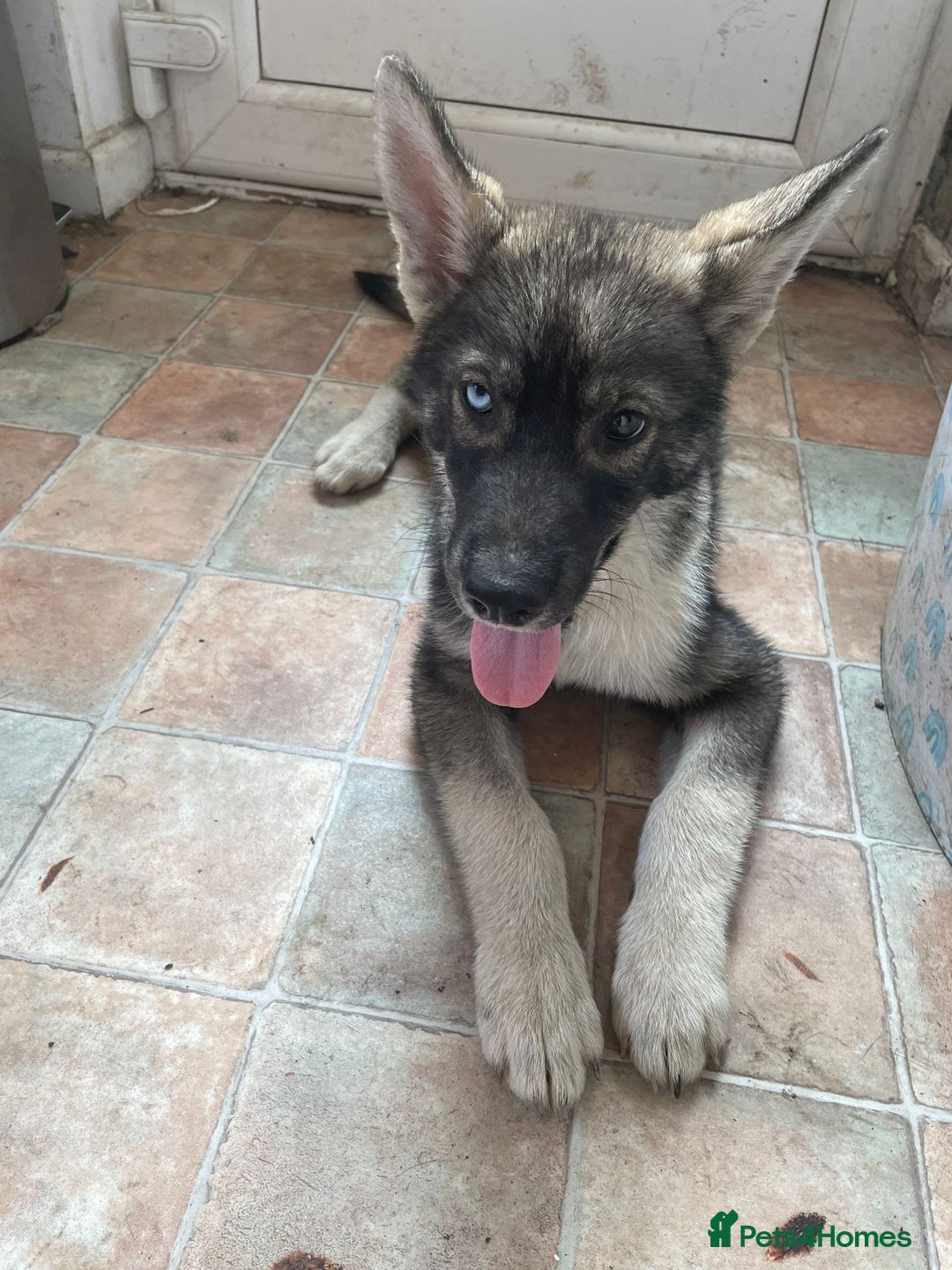 Shepsky dogs for sale: 1 gorgeous female puppy  - Image 1