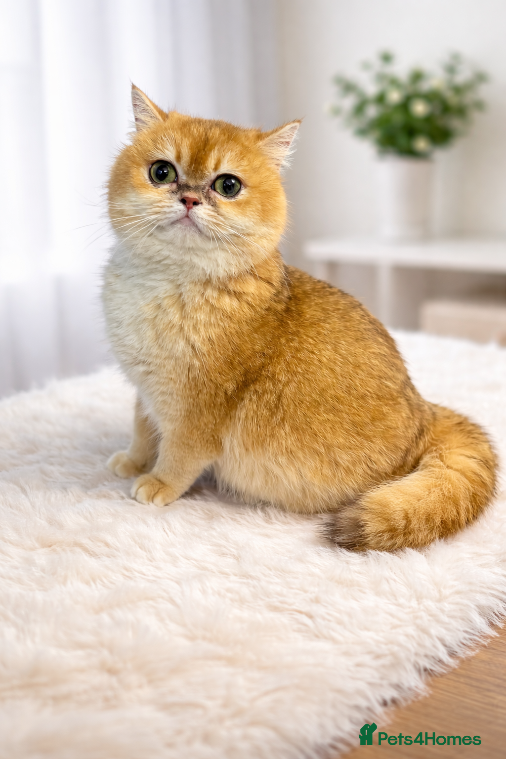 British Shorthair cats Golden British Shorthair NY12 – TICA Active - Advert 10