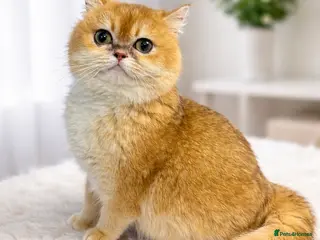 British Shorthair cats Golden British Shorthair NY12 – TICA Active - Advert 10