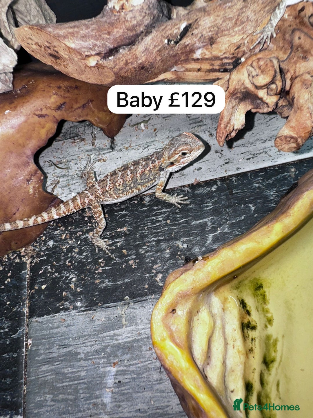 Gecko reptiles for sale: Lizards for sale - lots to choose from  in Nottingham - Image 15