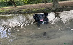 Border Collie dogs for sale: Border collie  - Image 36