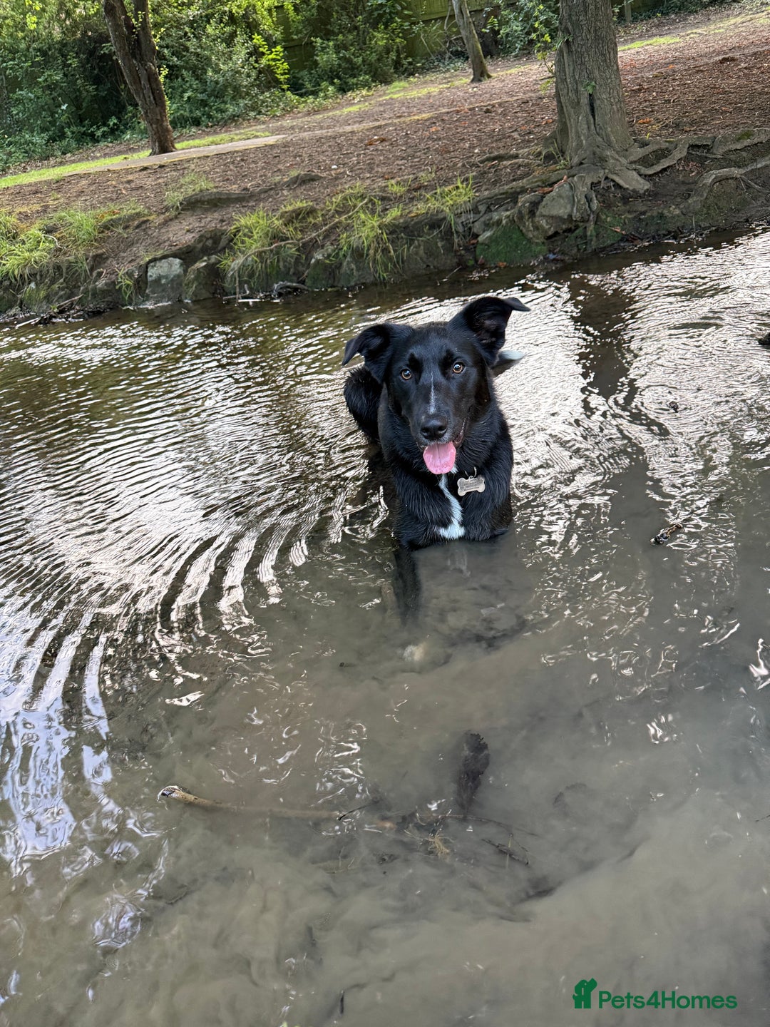 Border Collie dogs for sale: Border collie  - Image 36