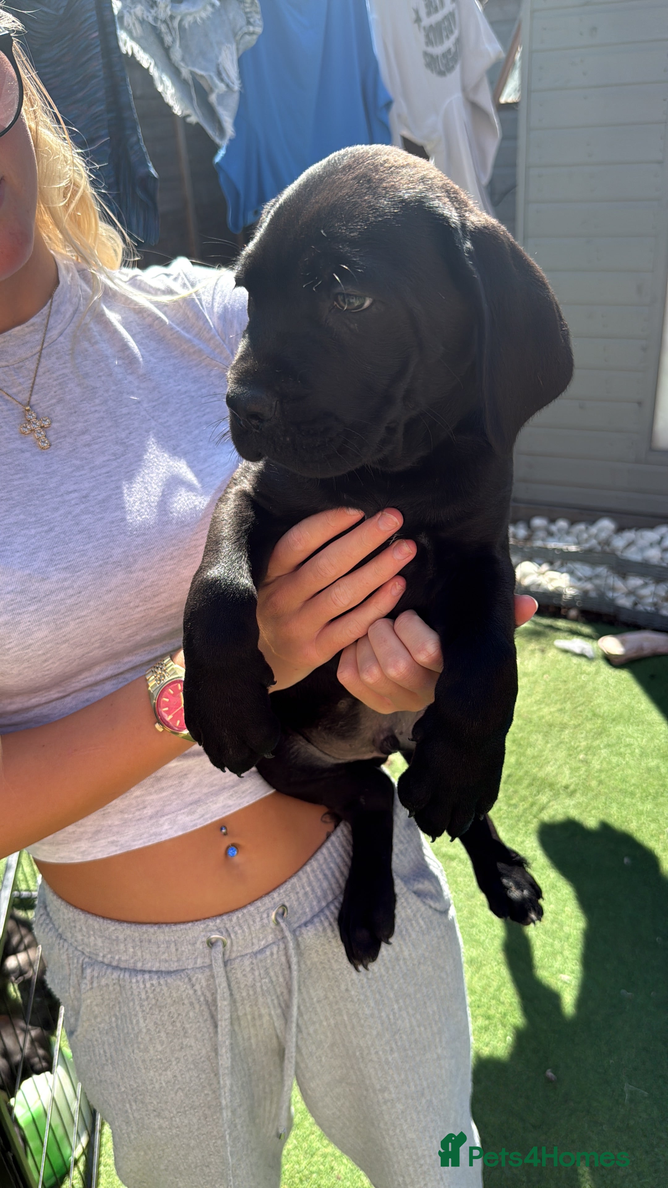 Cane Corso dogs Cane corso pupps  - Advert 2