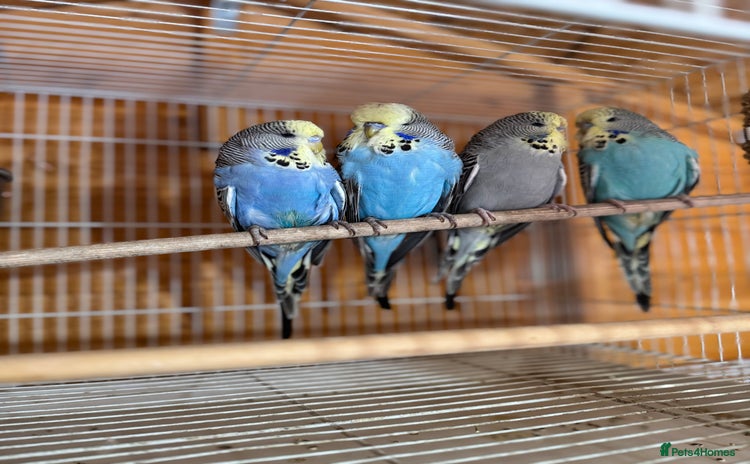 Finches birds - Advert 3