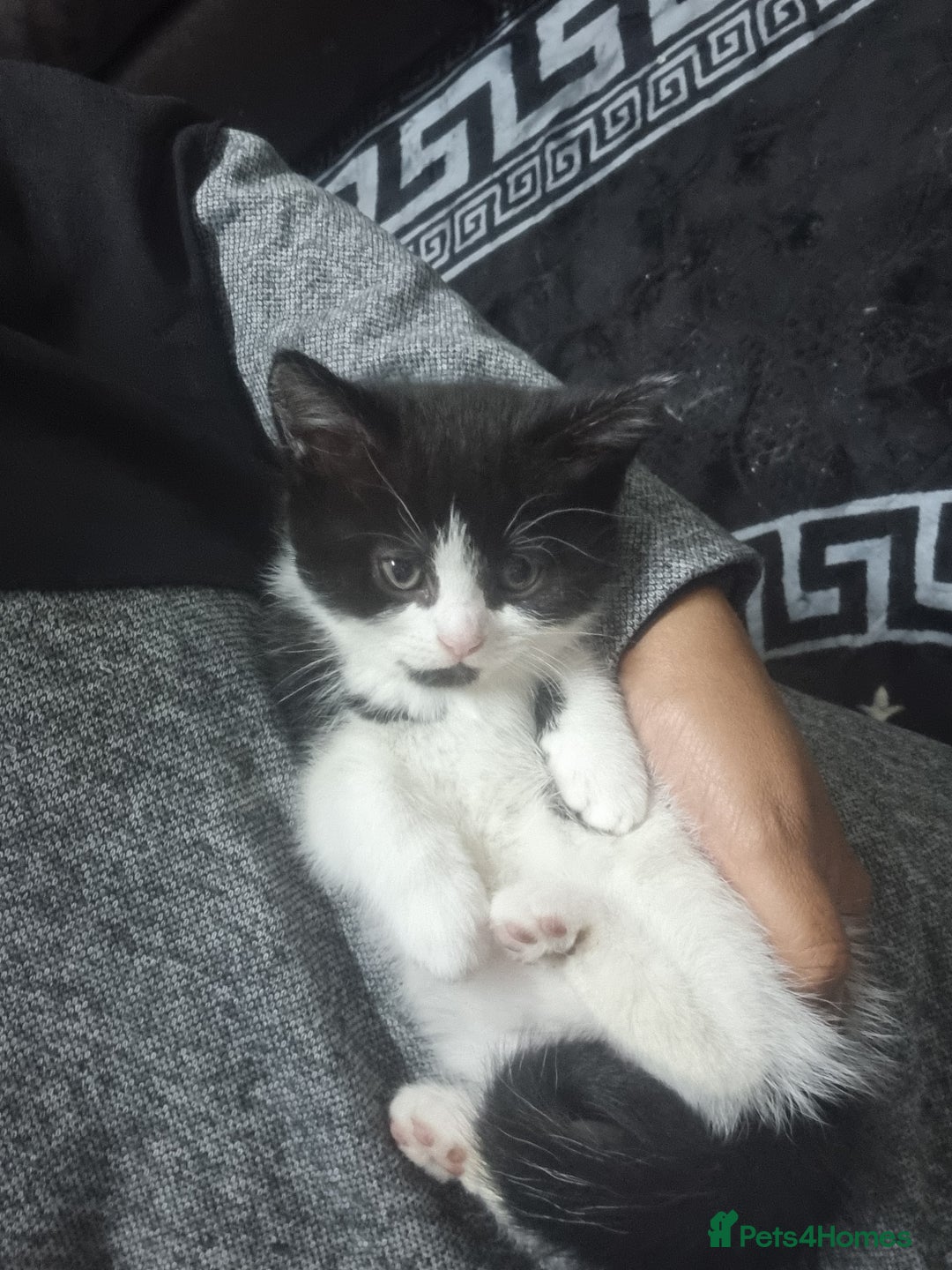 Mixed Breed cats for sale: Beautiful Littter of 4 kittens - Image 1