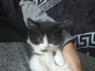 Mixed Breed cats - Advert 2