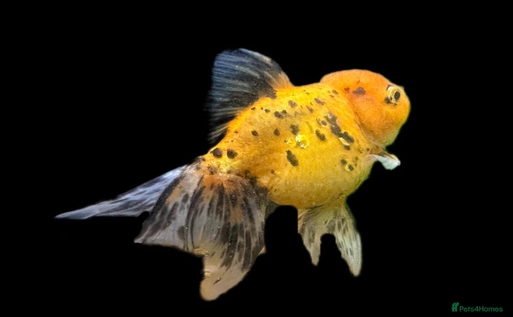 Fancy Goldfish fish - Advert 6