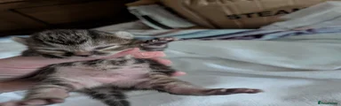 Mixed Breed Kitten 2