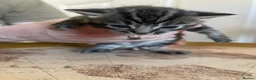 Mixed Breed cats for sale: Two males kittens for sale  - Advert 7
