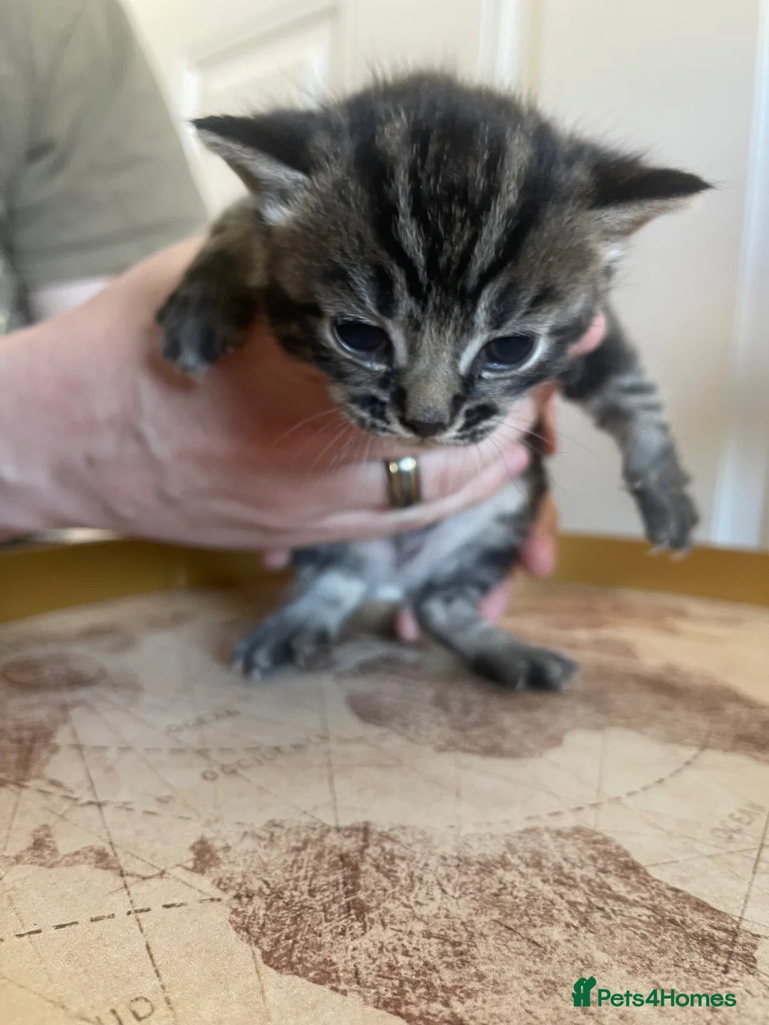 Mixed Breed cats for sale: Two males kittens for sale  - Advert 7