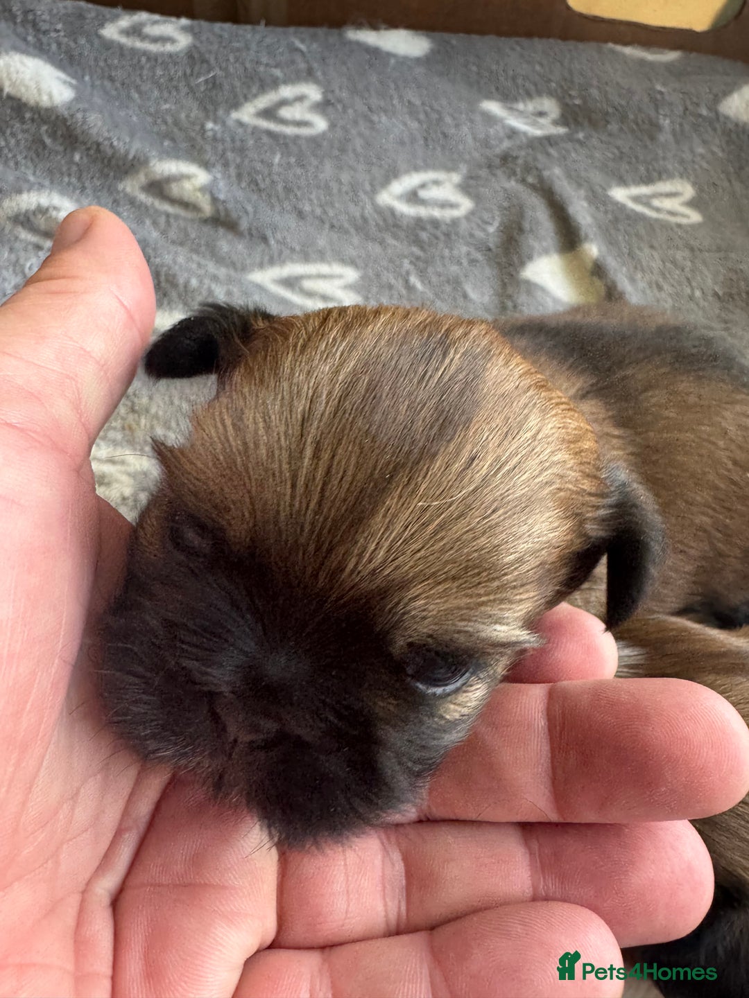 Shih Tzu dogs for sale: Beautiful Shih Tzu Pups - Image 13