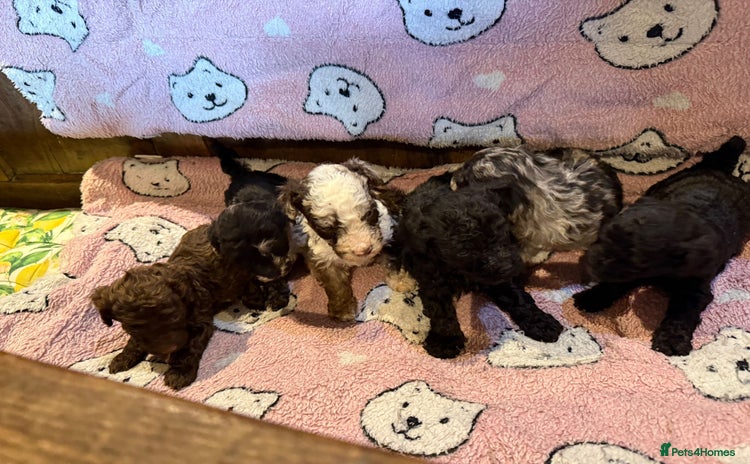 Toy Poodle dogs - Advert 2