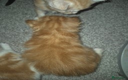 Maine Coon cats for sale: Beautiful Maine Coon Floofs - Image 8
