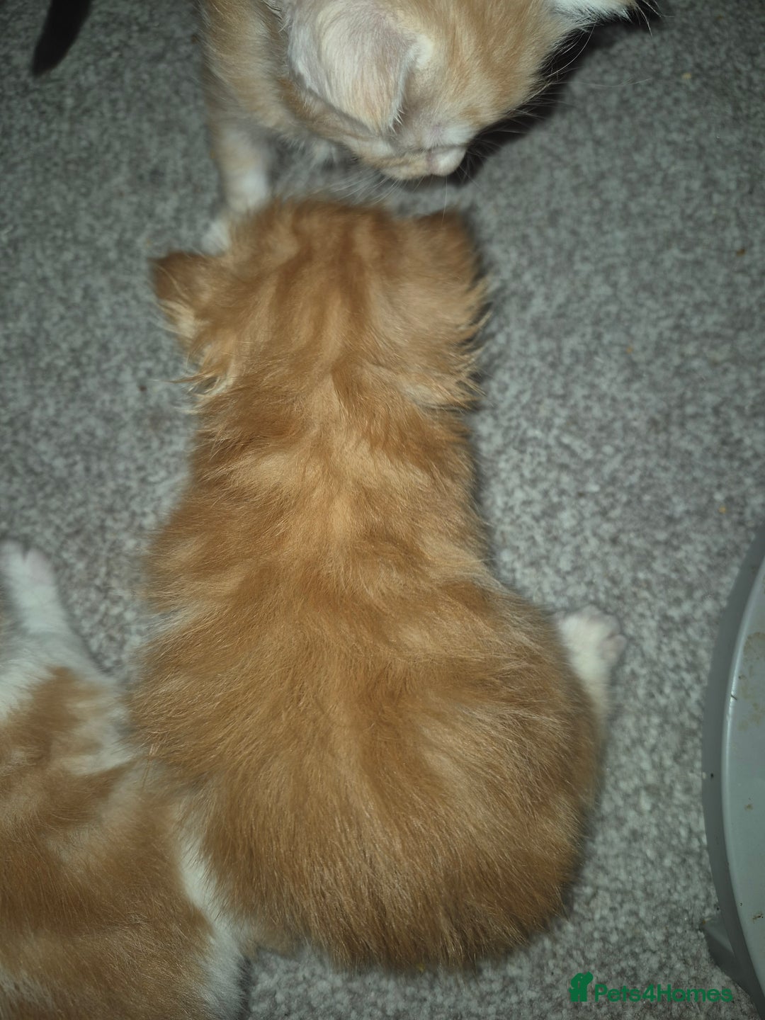 Maine Coon cats for sale: Beautiful Maine Coon Floofs - Image 8