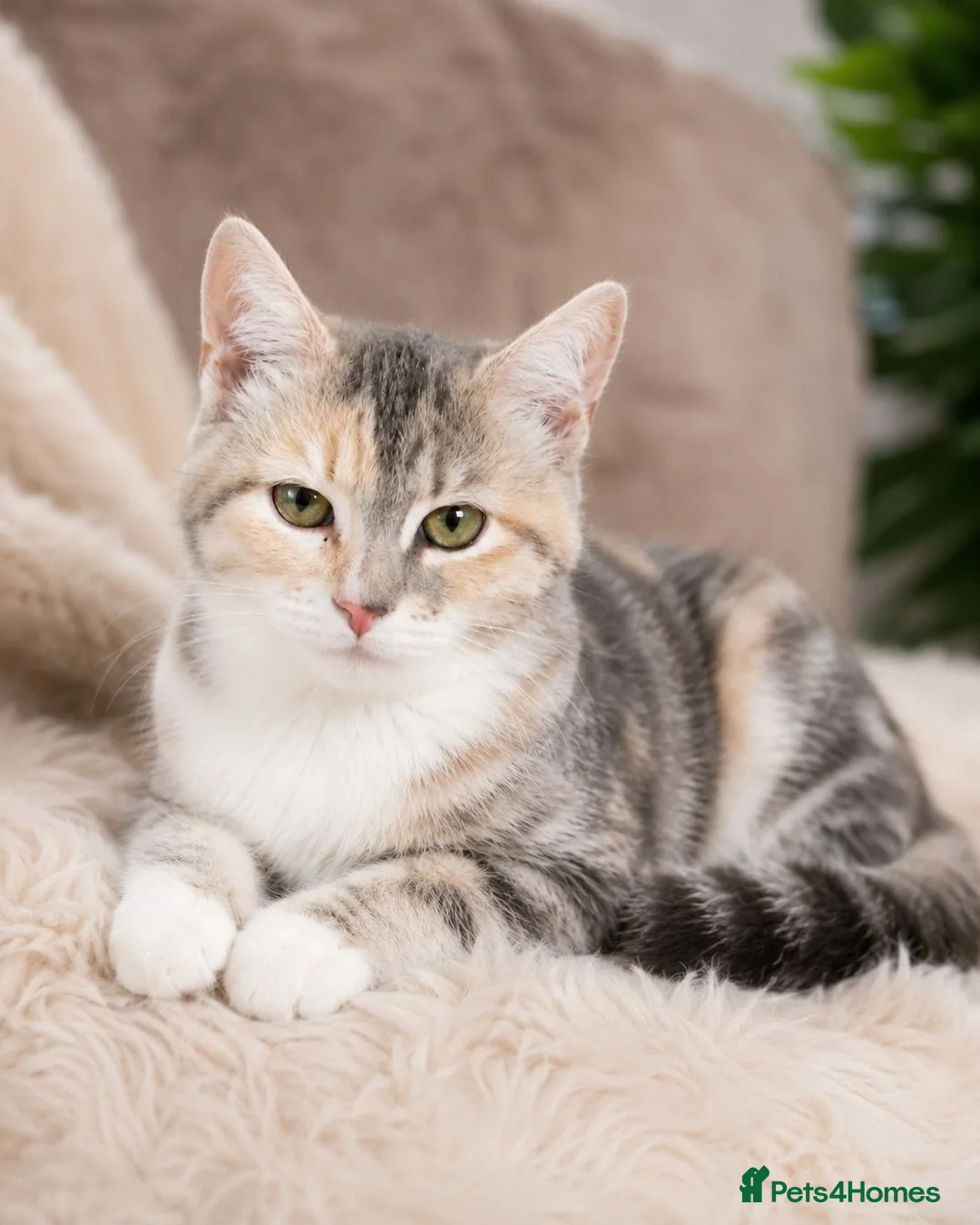 British Shorthair cats for sale: Stunning half Main Coon kitten ready for new home - Advert 2