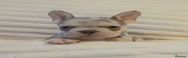 French Bulldog 1 