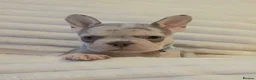 French Bulldog dogs for sale: Ready to leave 💯Tiny French Bulldogs 💯  - Advert 15