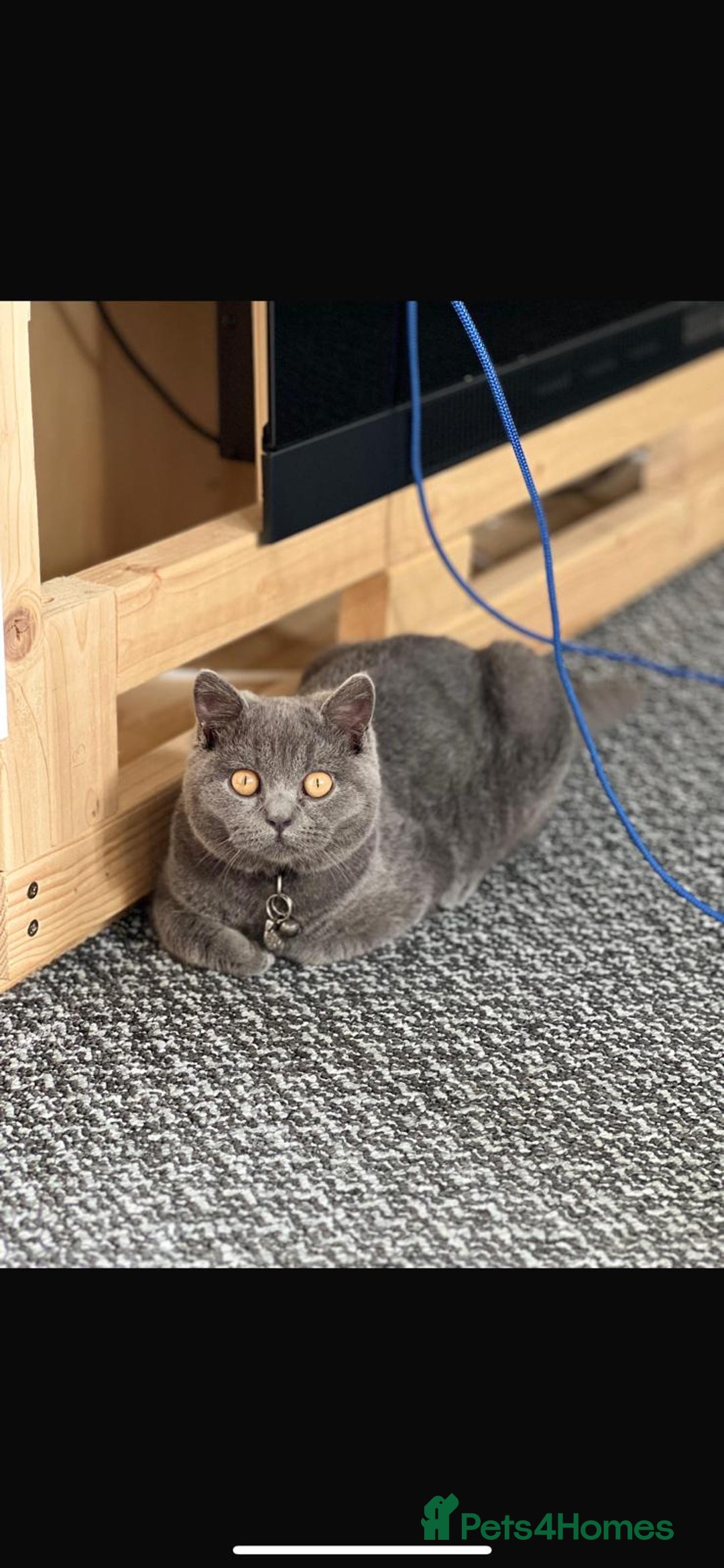 British Shorthair cats for sale: Miss  - Advert 3