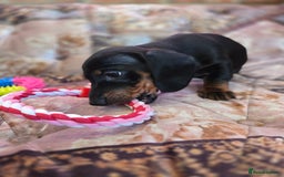 Miniature Dachshund dogs for sale: Quality mini dachshund dna clear - Advert 17