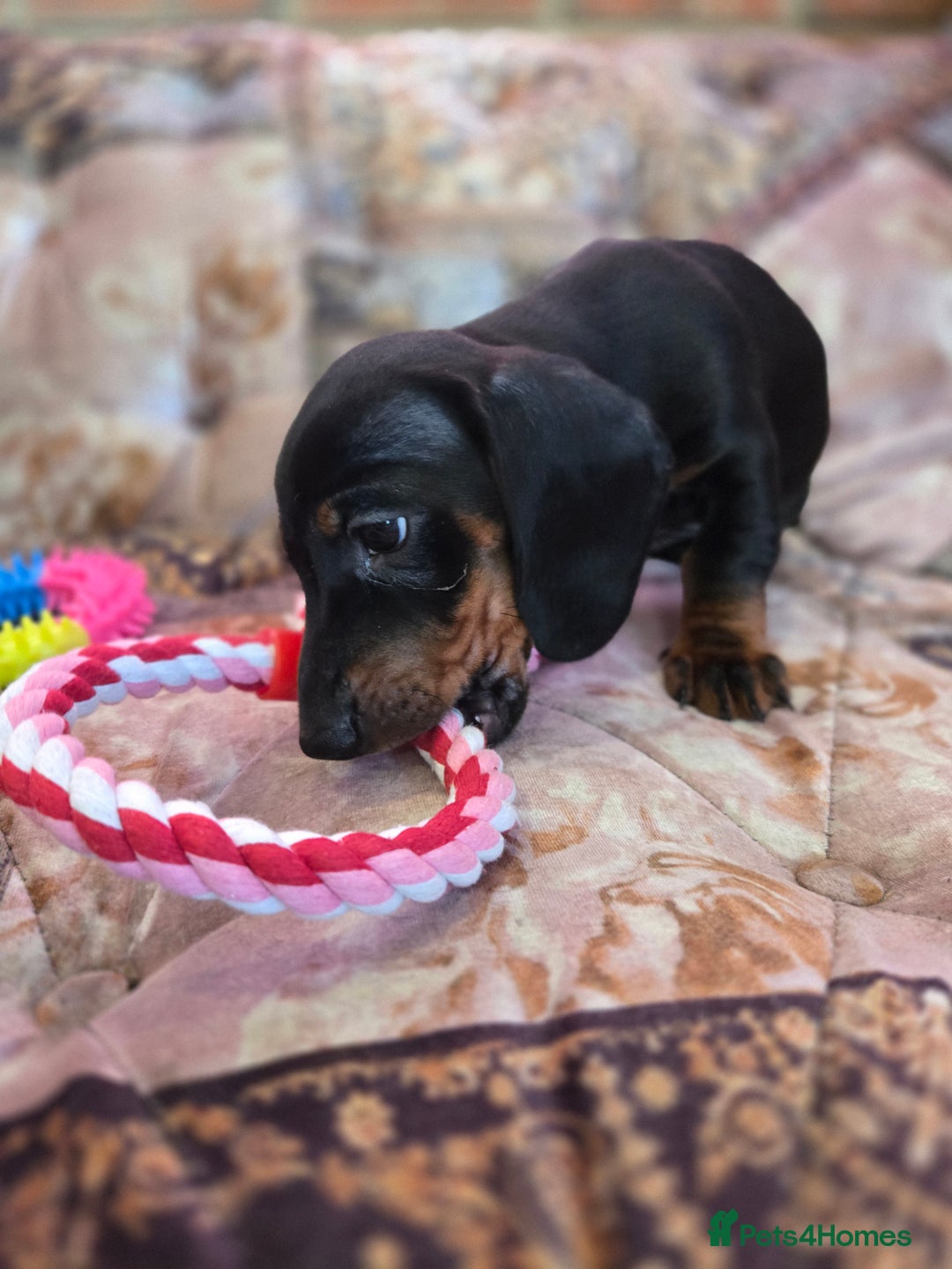 Miniature Dachshund dogs for sale: Quality mini dachshund dna clear - Advert 17