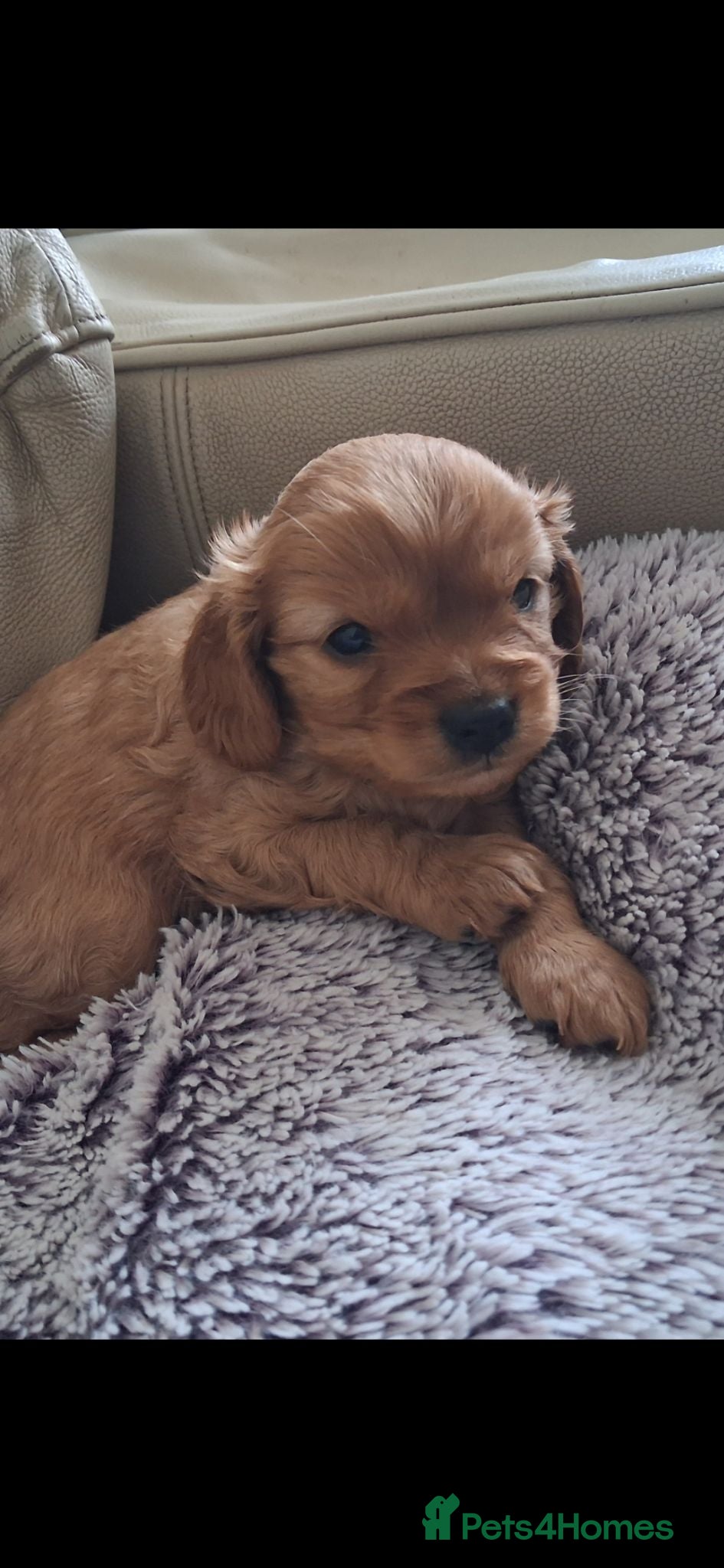 Cavapoo dogs X6 f1 cavapoo puppies - Advert 18
