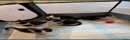 Mixed Breed cats for sale: Beautiful Mixed Breed Tuxedos!!  - Advert 6