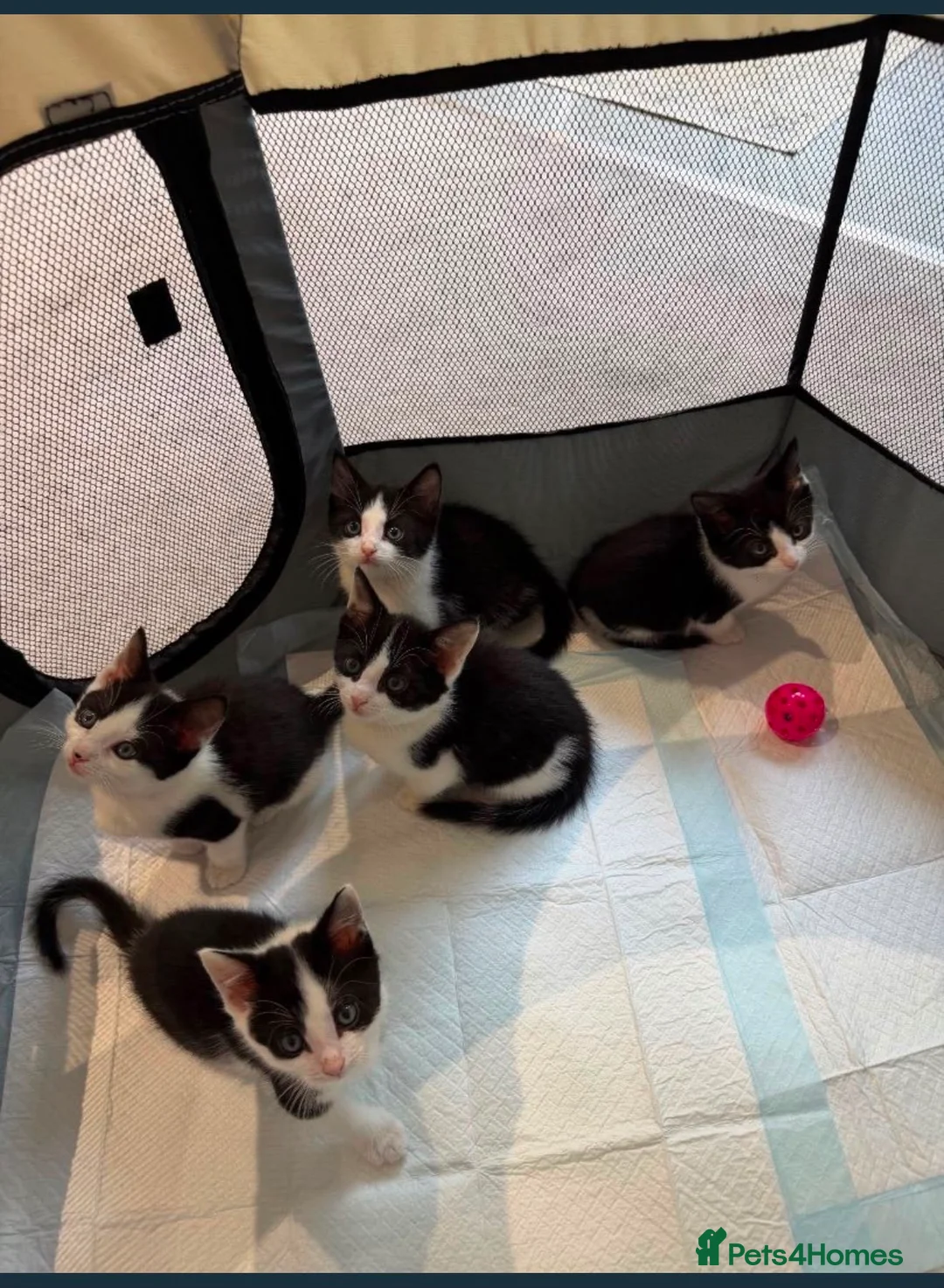 Mixed Breed cats for sale: Beautiful Mixed Breed Tuxedos!!  - Advert 6