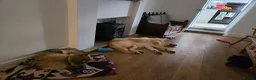 Mixed Breed dogs for sale: Wolfdog (10 month) in Swadlincote - Advert 3