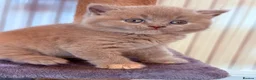 British Shorthair cats for sale: 🌟GCCF BSH Kittens Beautiful Variety of Colours 🌟 - Advert 6