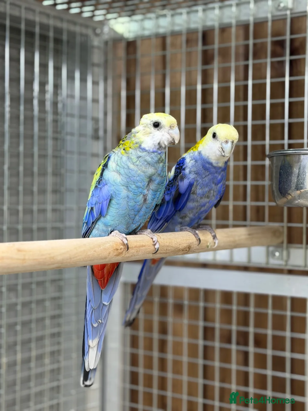 Parakeets birds for sale: Rosella parakeet - Advert 2